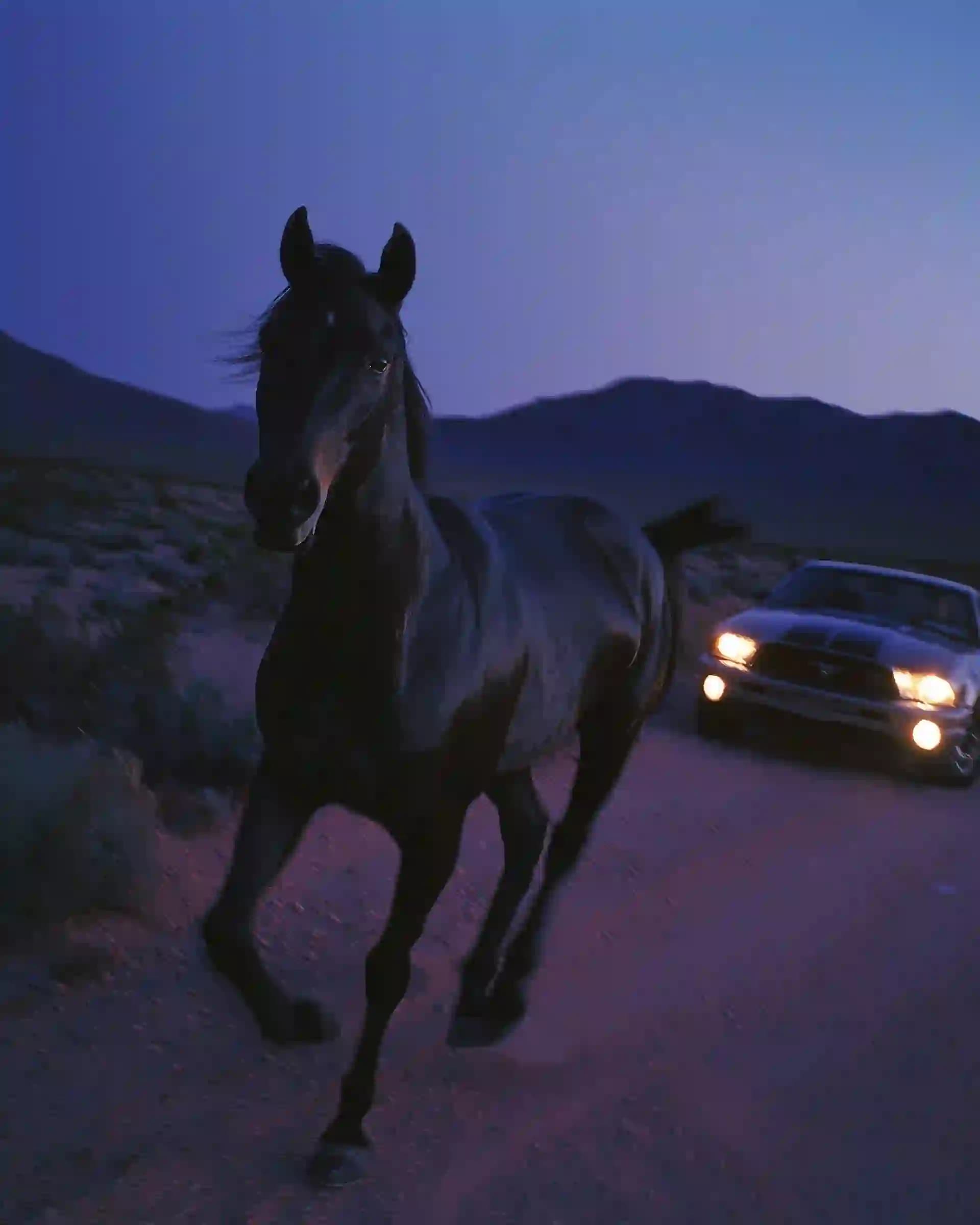 Desert Horse Cinematic Shot